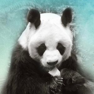 Meet your Posher, Tuan yuan